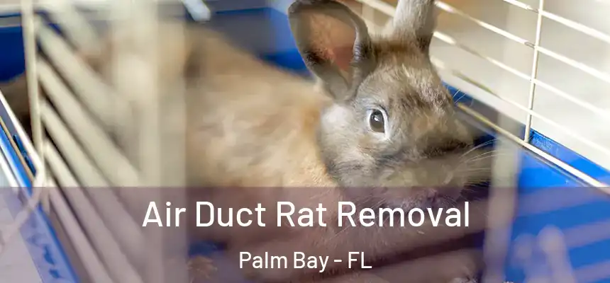 Air Duct Rat Removal Palm Bay - FL